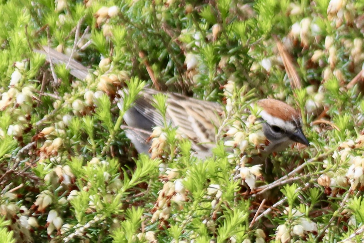Chipping Sparrow - ML619184499