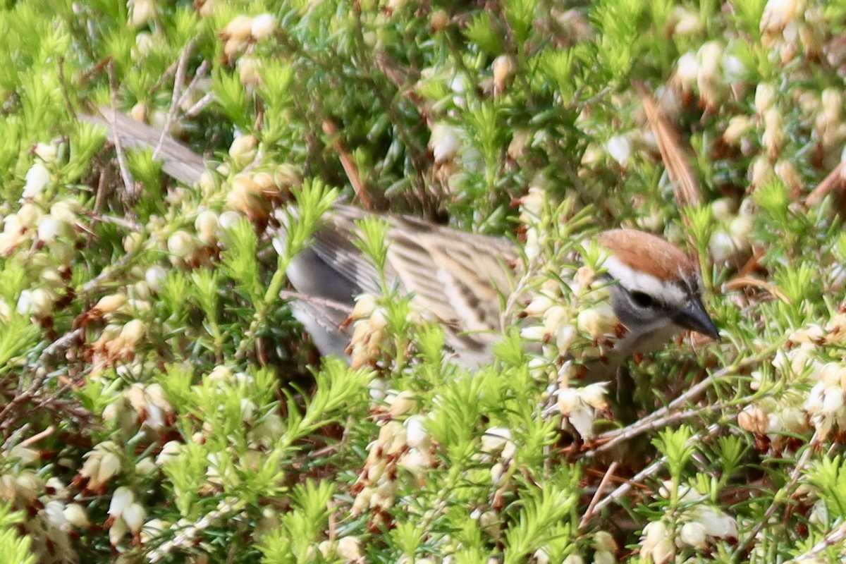 Chipping Sparrow - Geoffrey Garver