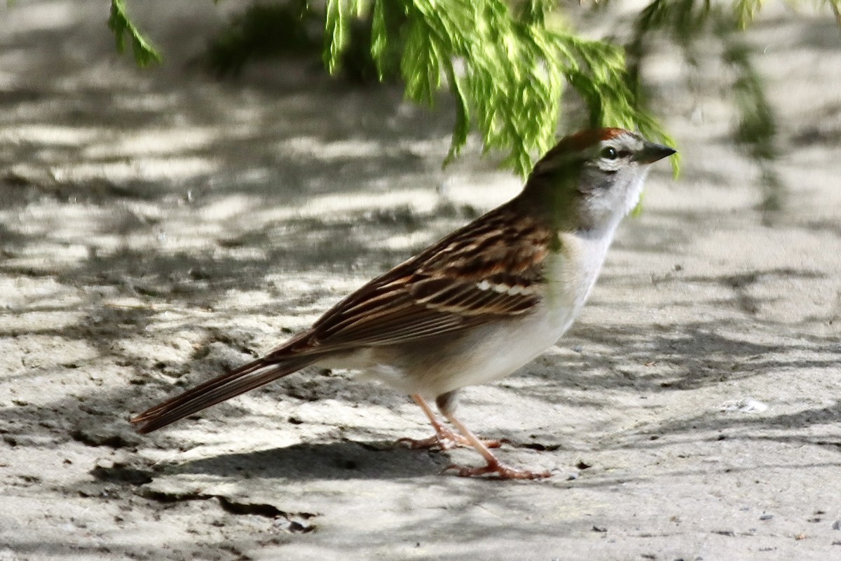 Chipping Sparrow - Geoffrey Garver