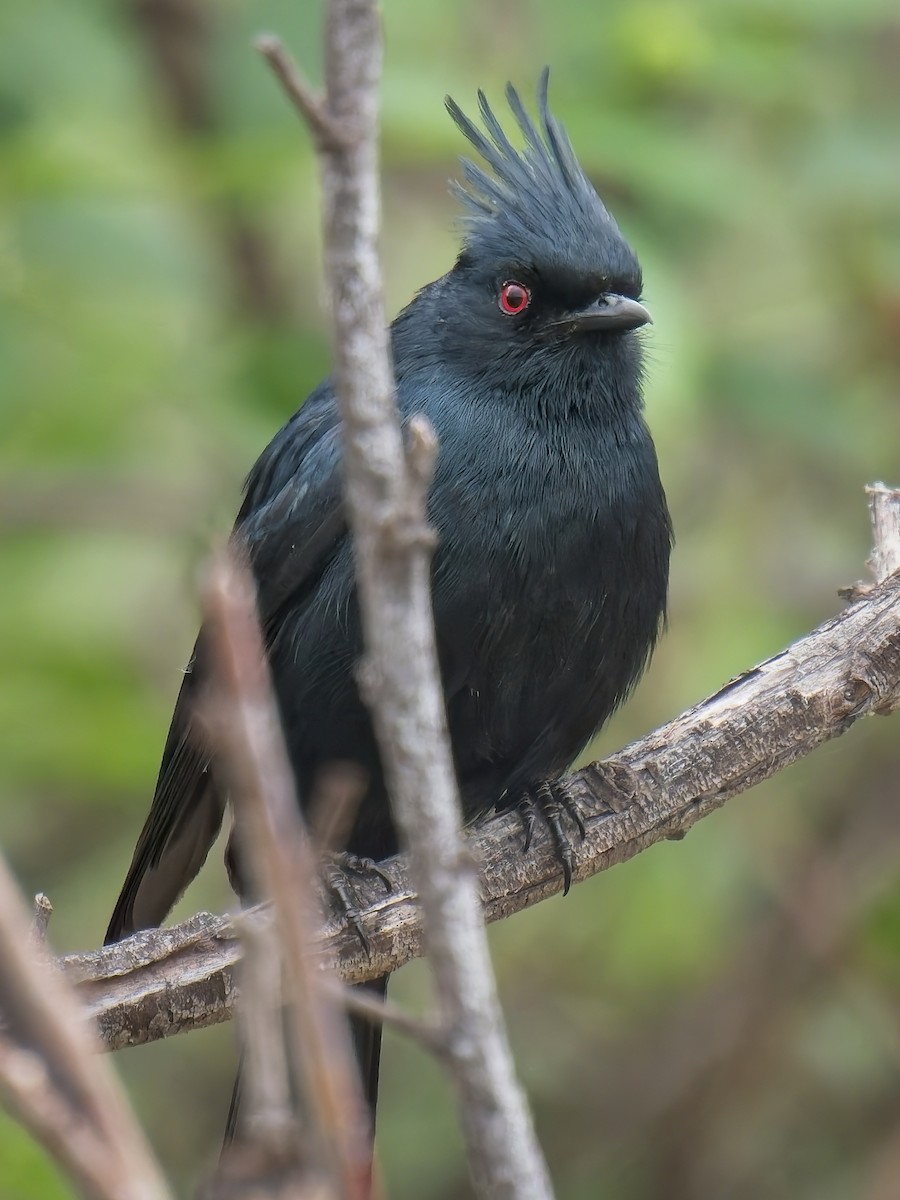 Phainopepla - Jeffrey Hale