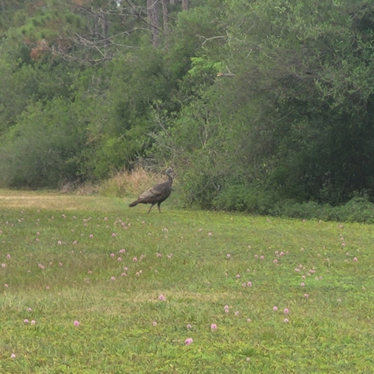 Yabani Hindi - ML619184516