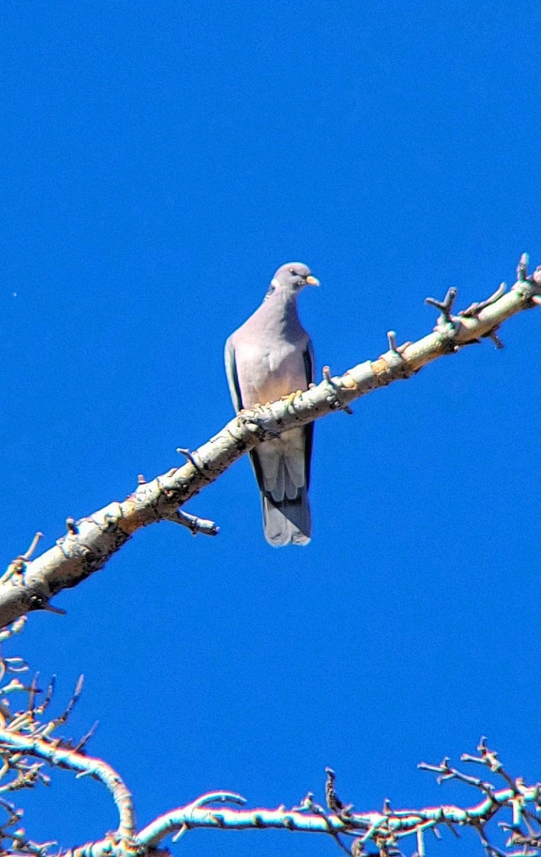 Band-tailed Pigeon - Arthur Gonzales