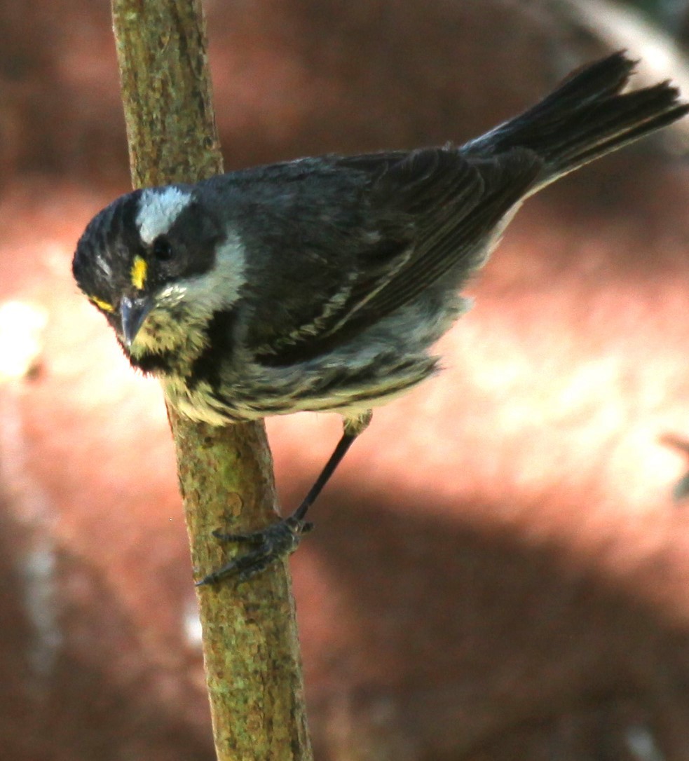 Black-throated Gray Warbler - Ken Lamberton