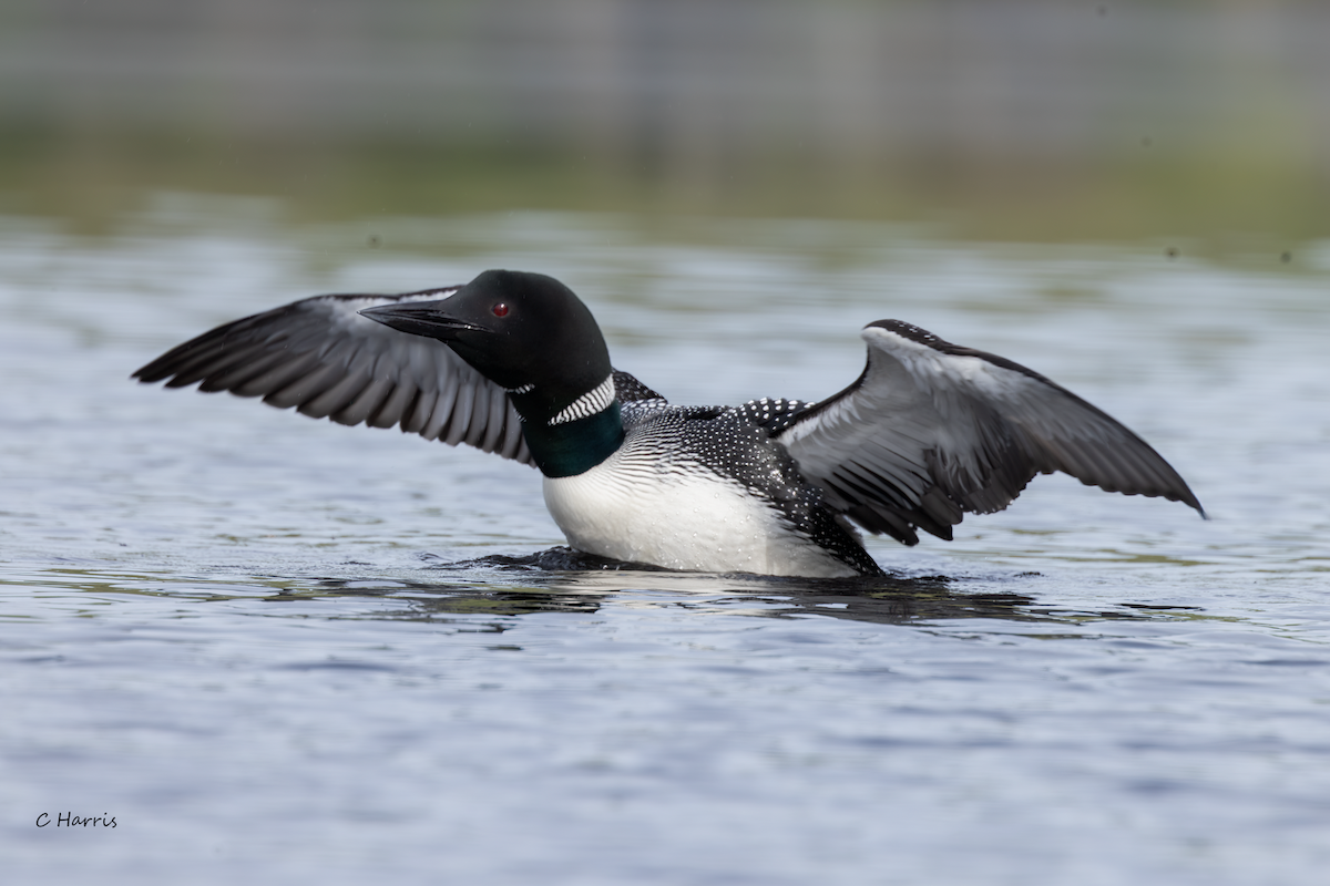 Common Loon - Charles Harris