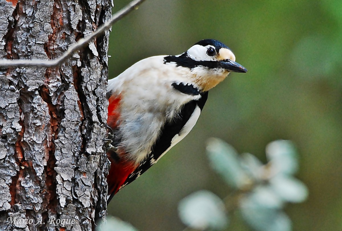 Great Spotted Woodpecker - Mário Roque