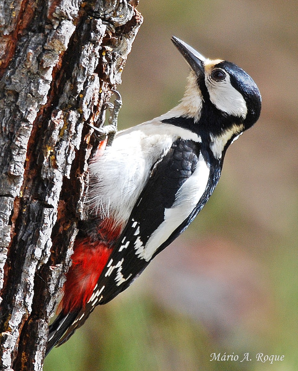 Great Spotted Woodpecker - Mário Roque