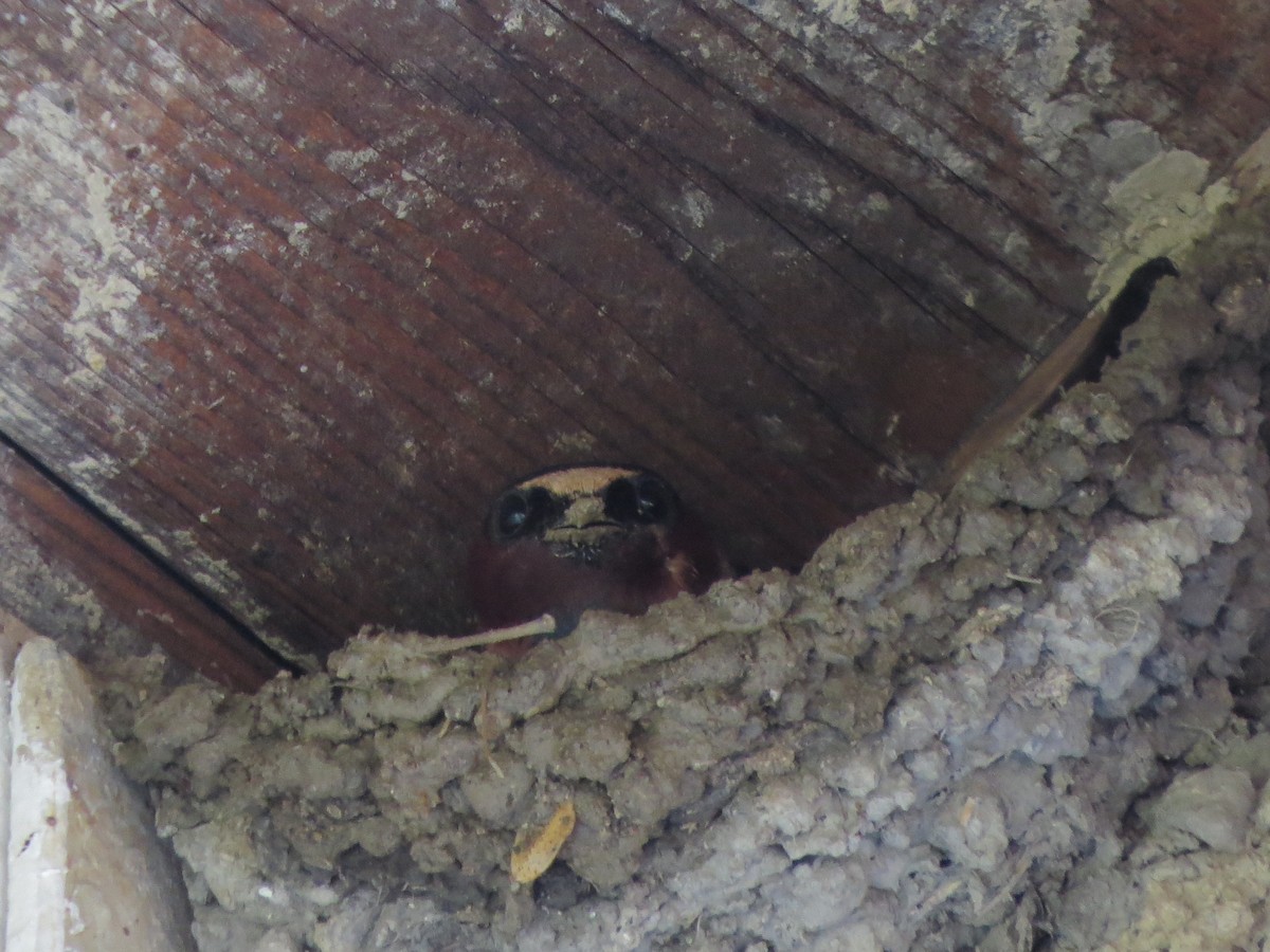 Cliff Swallow - ML619184554