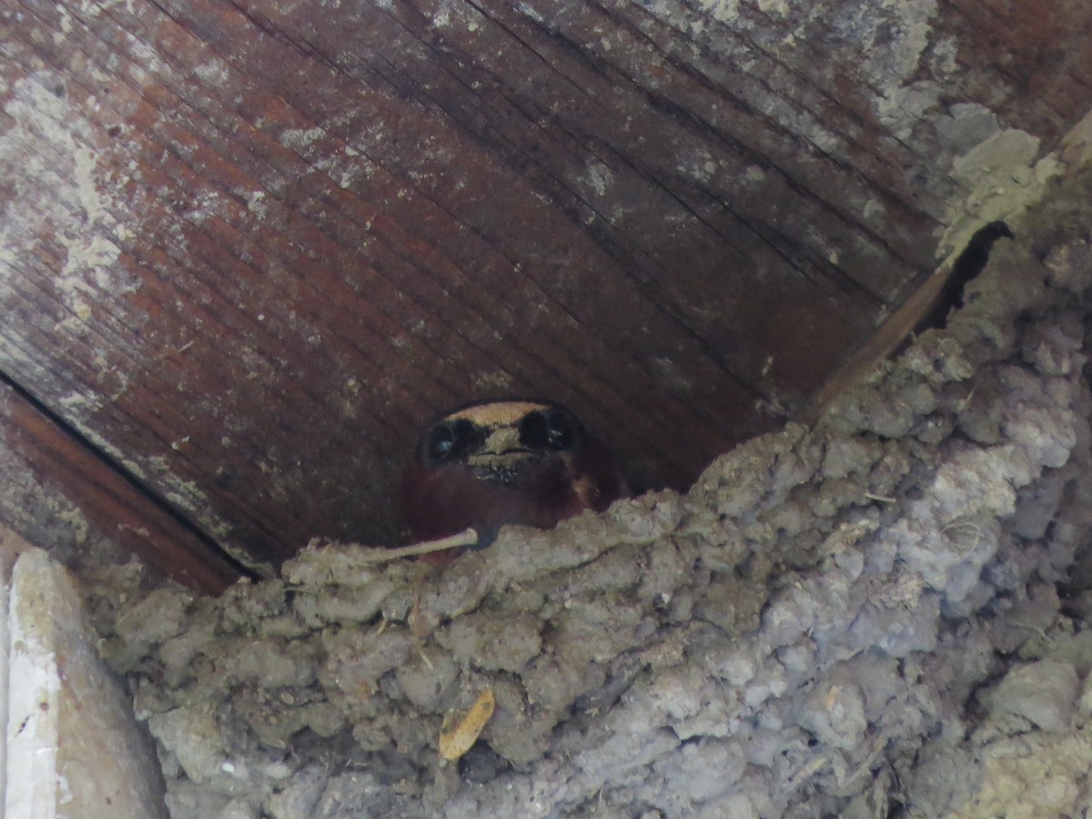 Cliff Swallow - Jacqueline Vigilanti