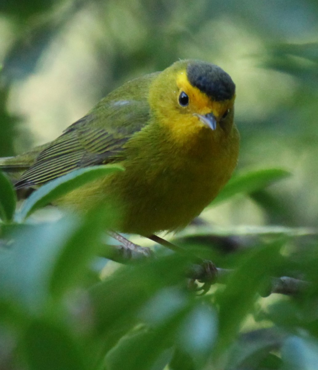 Wilson's Warbler - Ken Lamberton