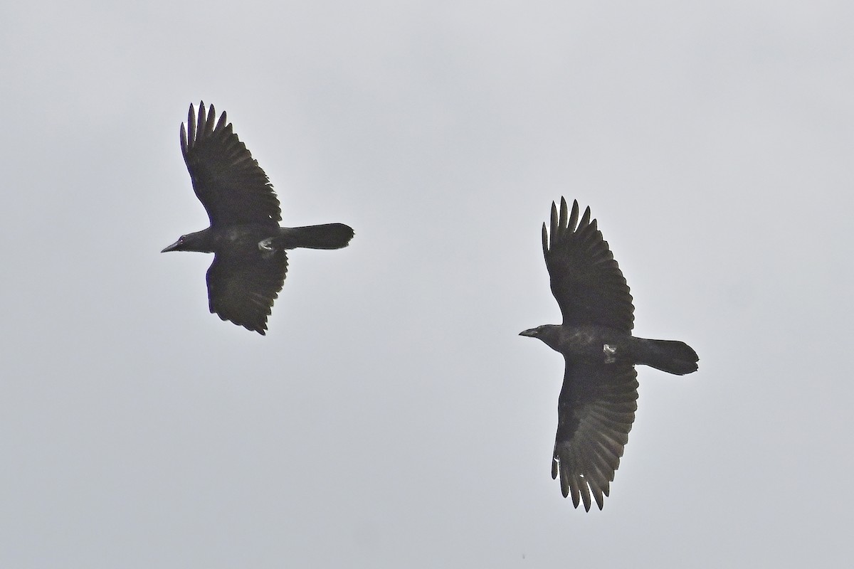 Common Raven - Gerd Schön