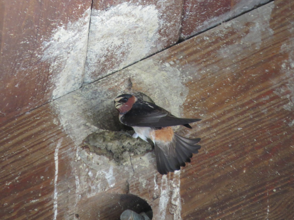 Cliff Swallow - Jacqueline Vigilanti