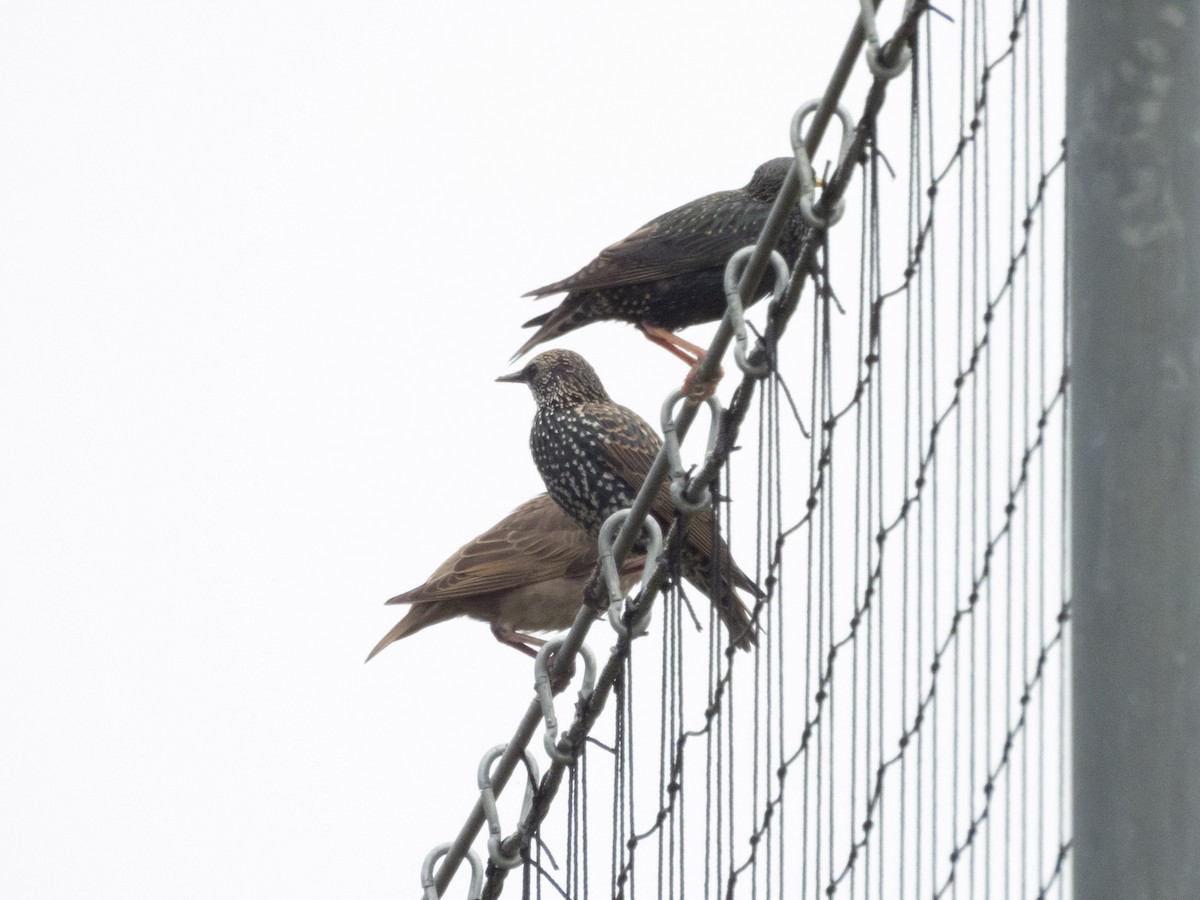 European Starling - Carol Bailey-White