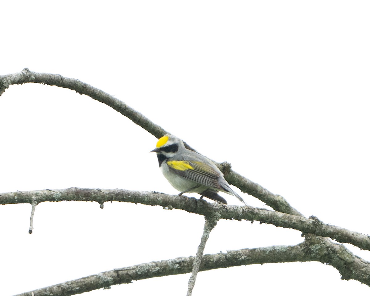 Golden-winged Warbler - Anthony Kaduck