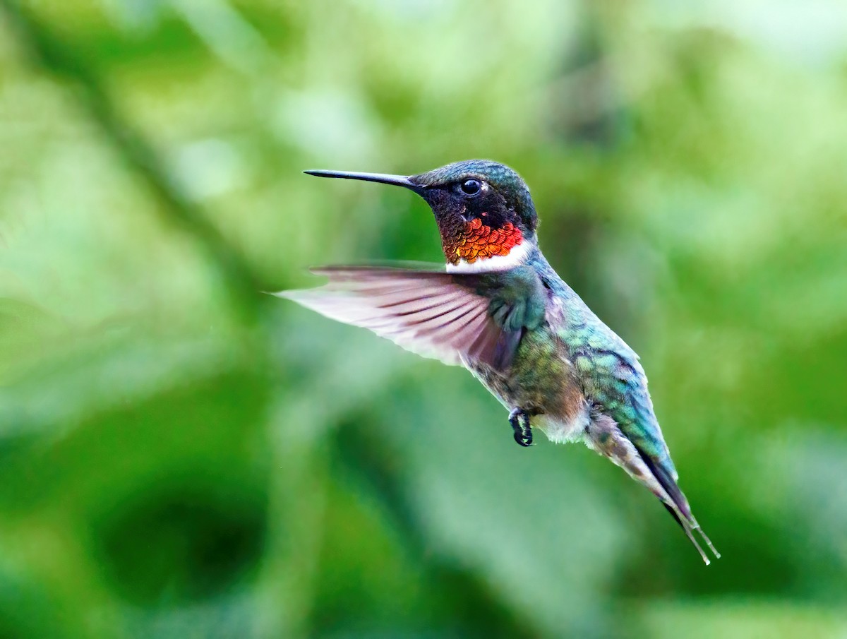 Ruby-throated Hummingbird - Michel Laquerre