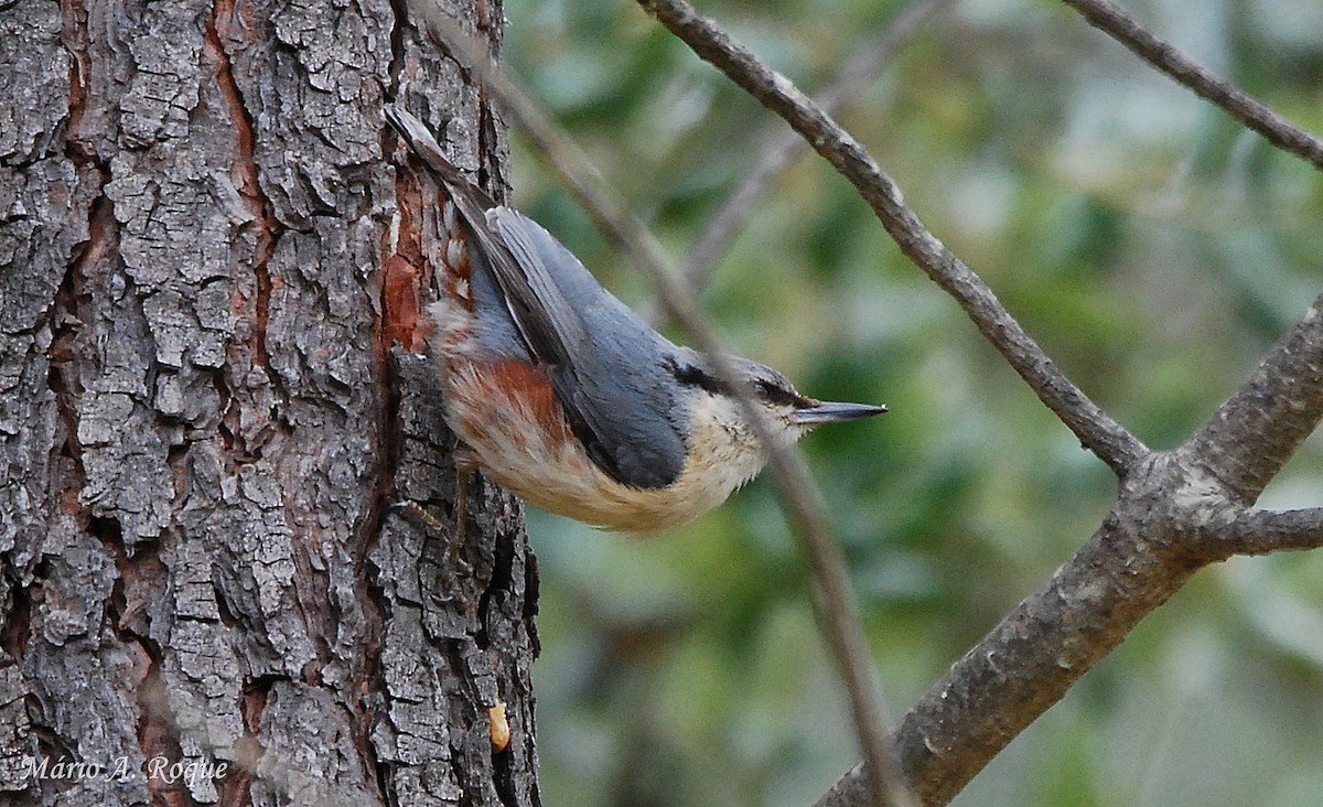 Eurasian Nuthatch - Mário Roque