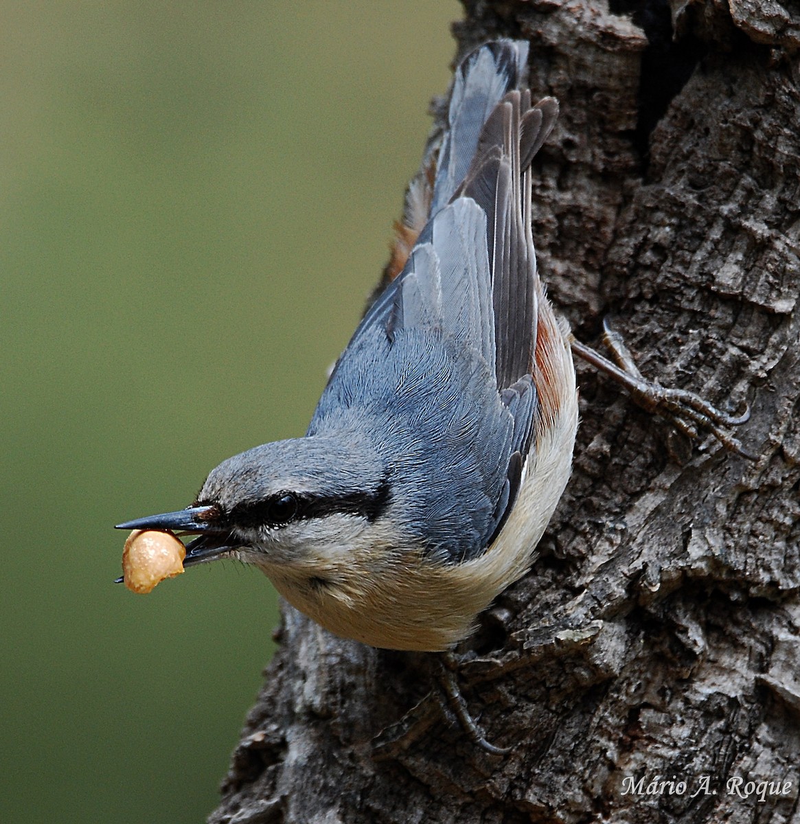 Eurasian Nuthatch - Mário Roque