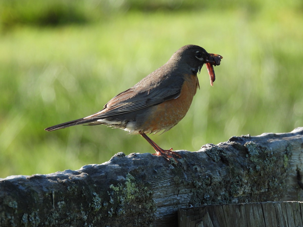 American Robin - Julie Riely