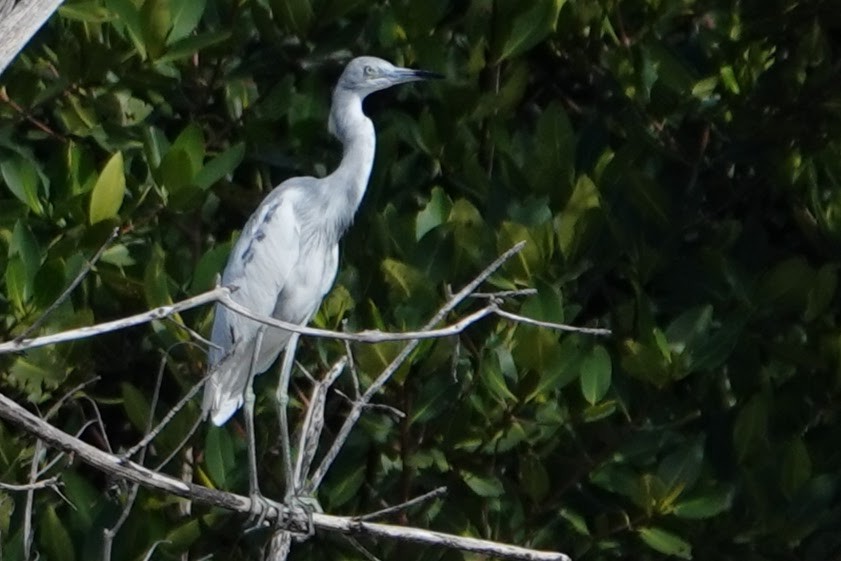 Little Blue Heron - Linda Hamp