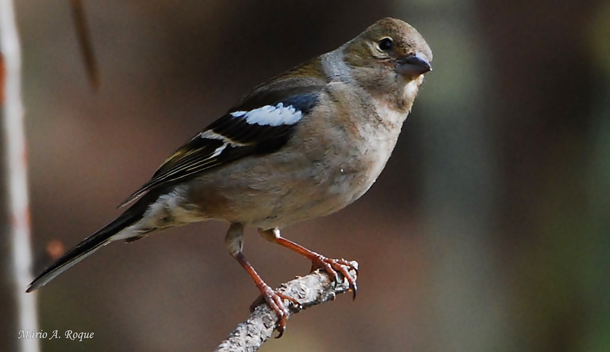 Common Chaffinch - Mário Roque