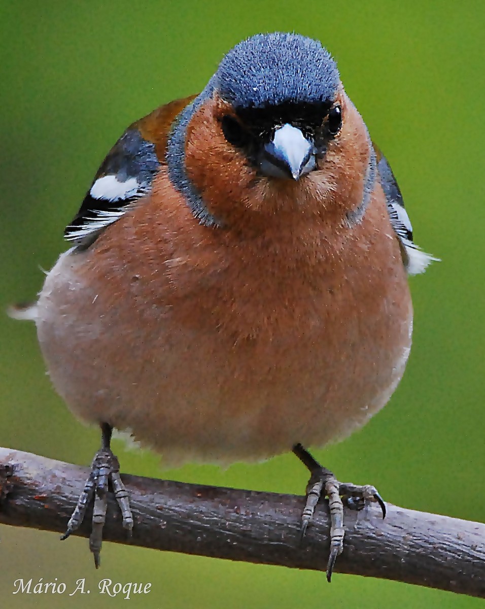 Common Chaffinch - Mário Roque