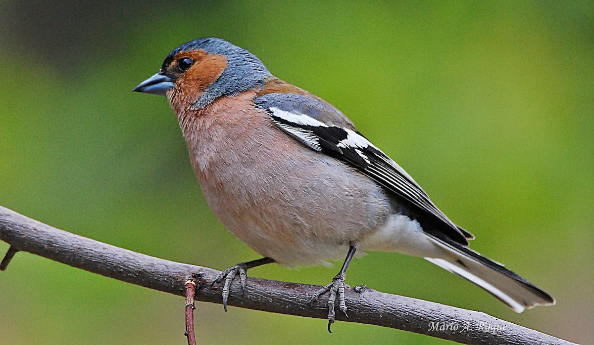 Common Chaffinch - Mário Roque