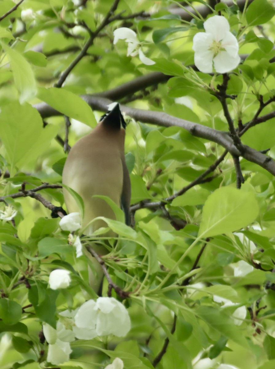 Cedar Waxwing - Geoffrey Garver