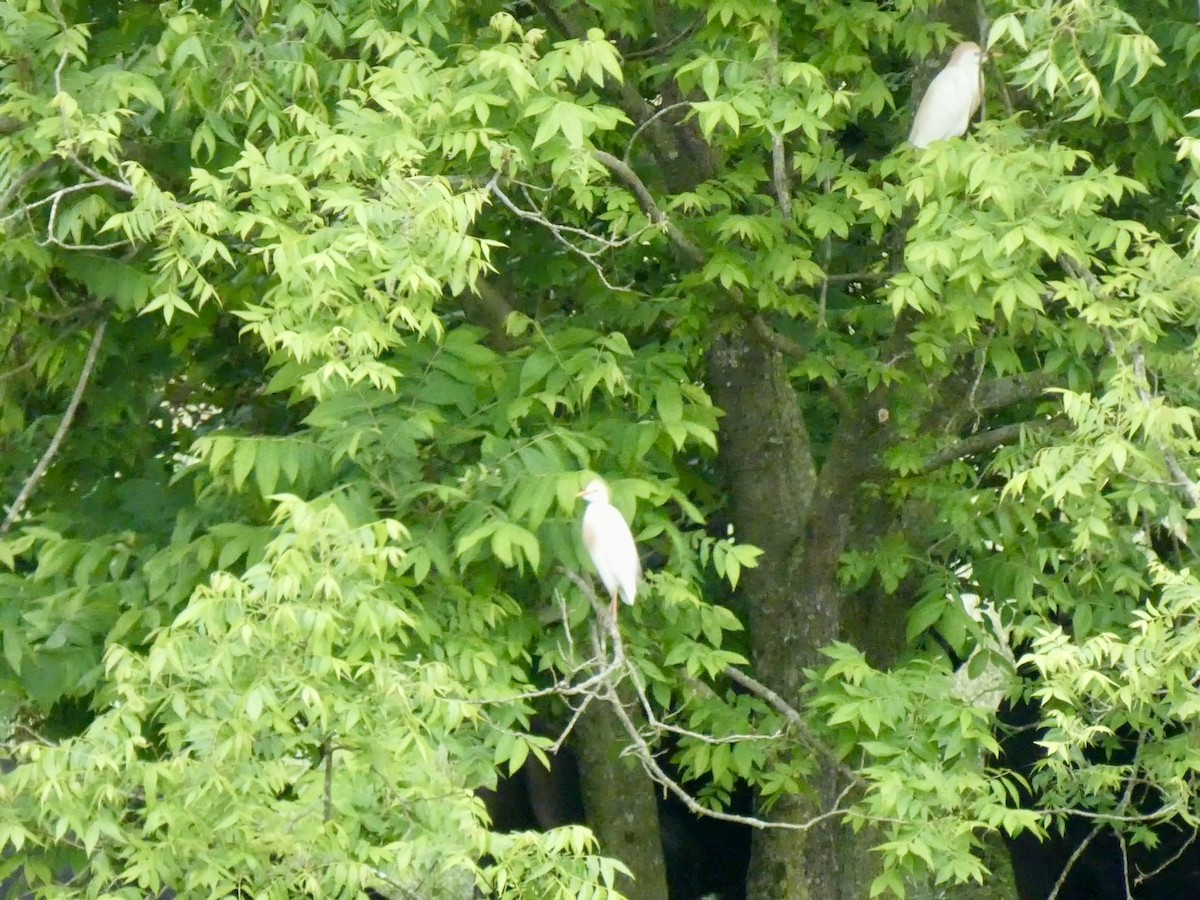 Western Cattle Egret - ML619184647