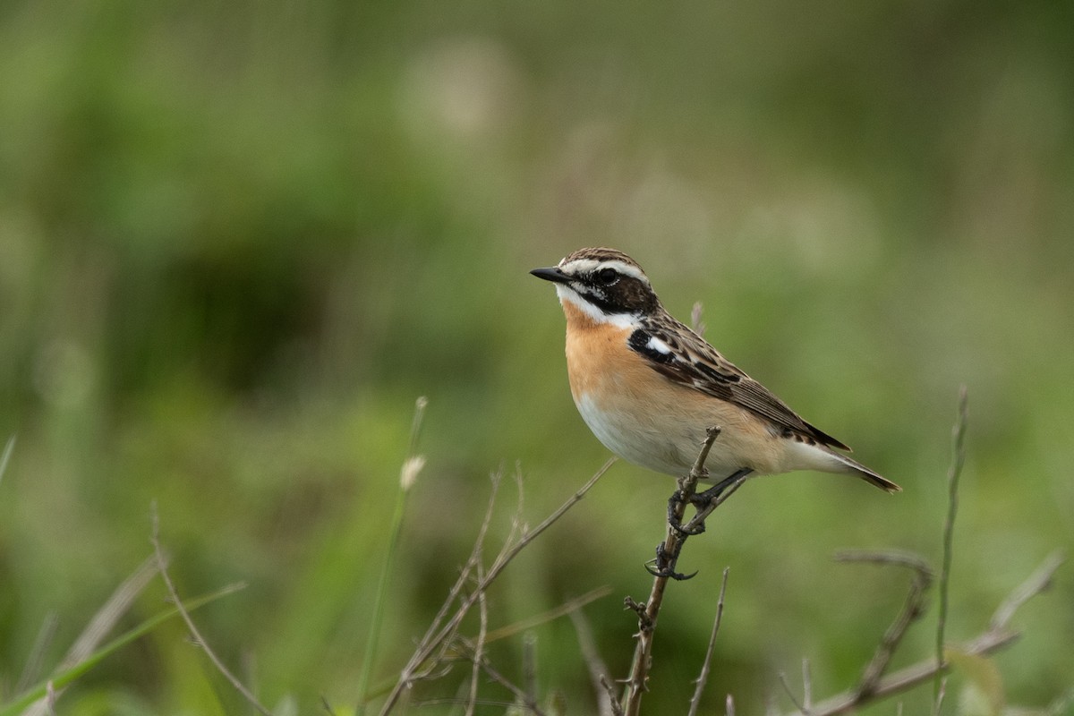 Whinchat - ML619184650