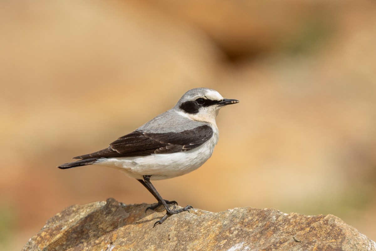 Northern Wheatear - Omer Toy