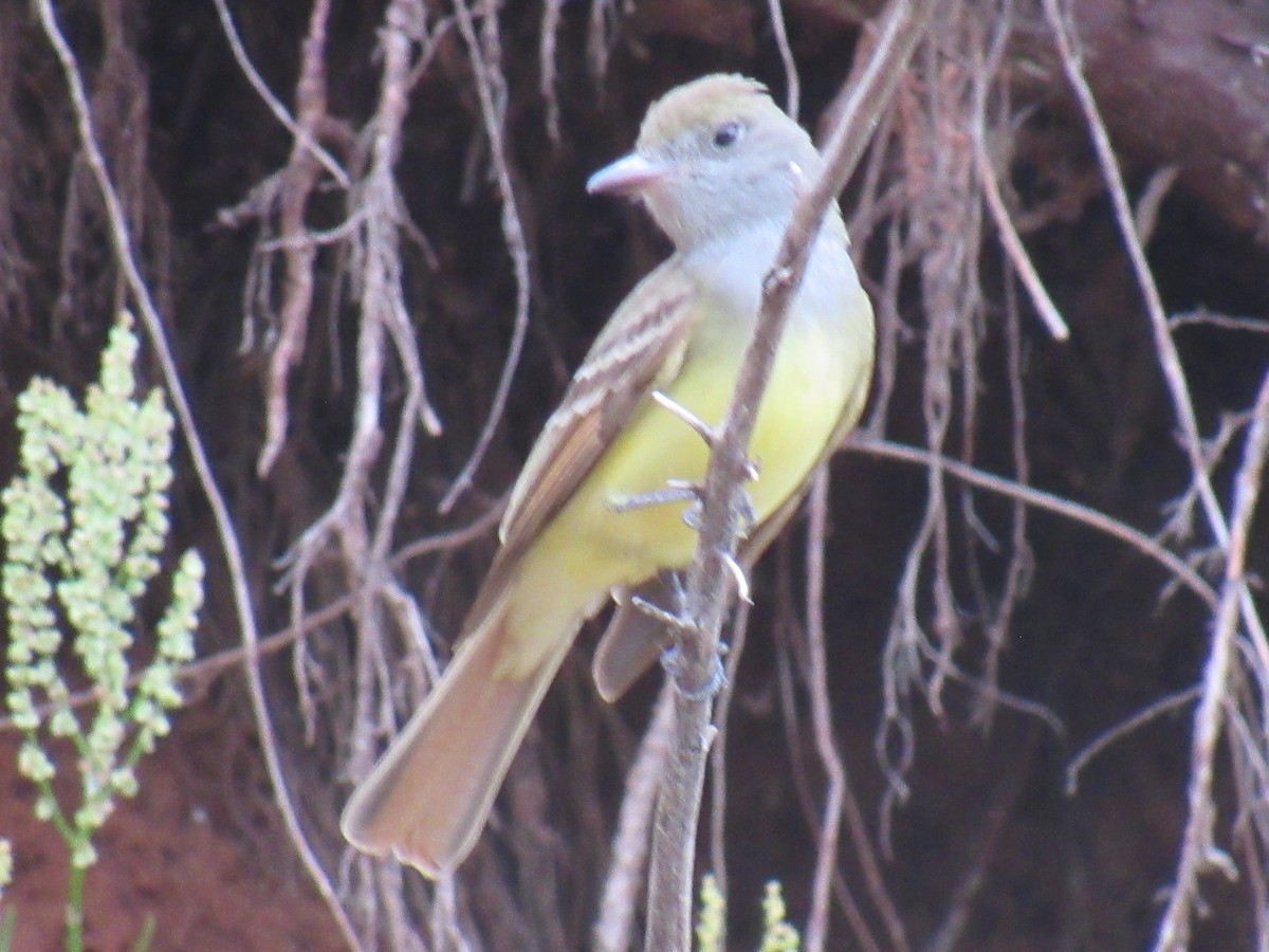 Great Crested Flycatcher - ML619184657