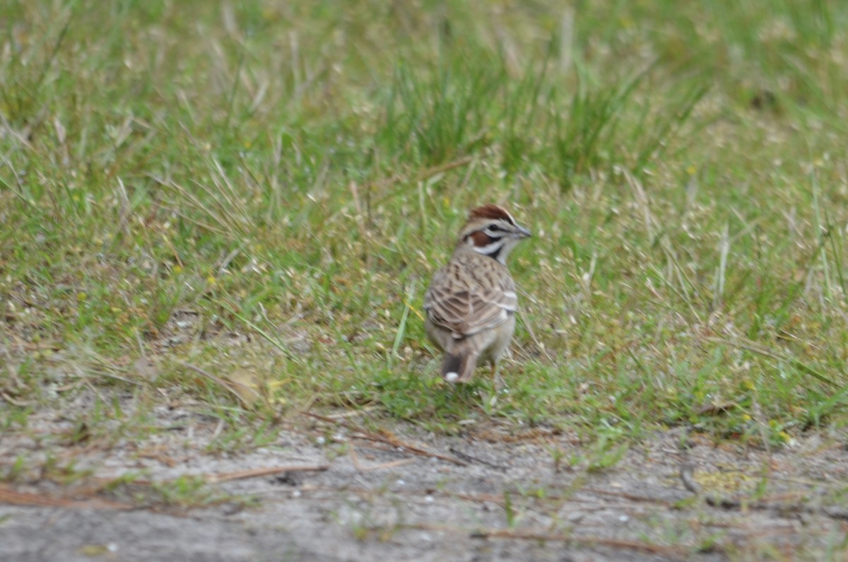 Lark Sparrow - George Eschenbach