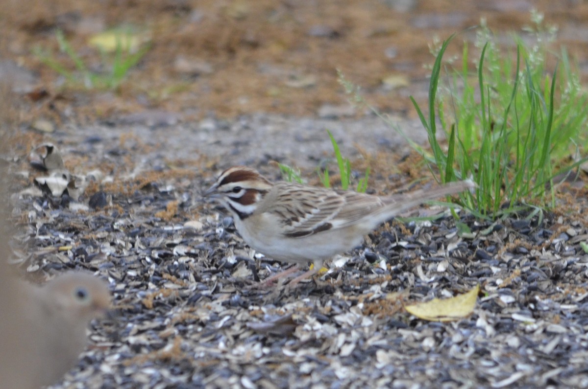 Lark Sparrow - George Eschenbach