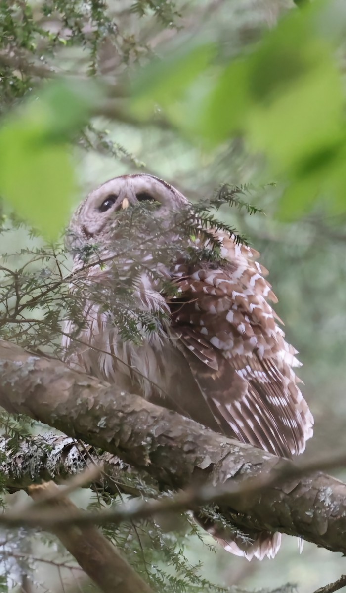 Barred Owl - David Funke