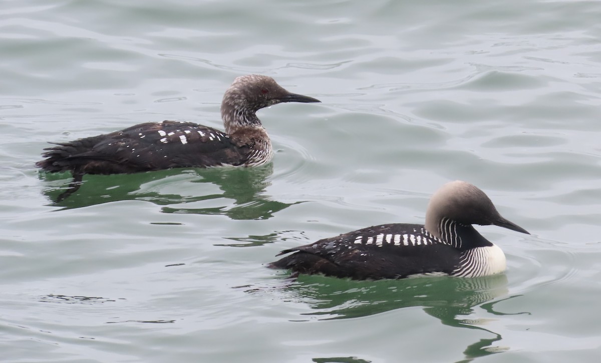 Pacific Loon - ML619184675