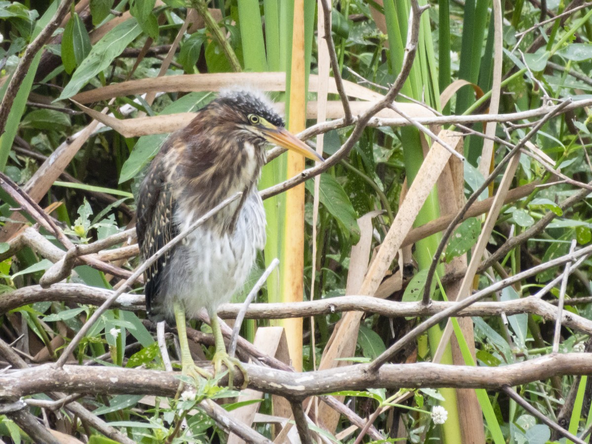 Green Heron - Carol Bailey-White