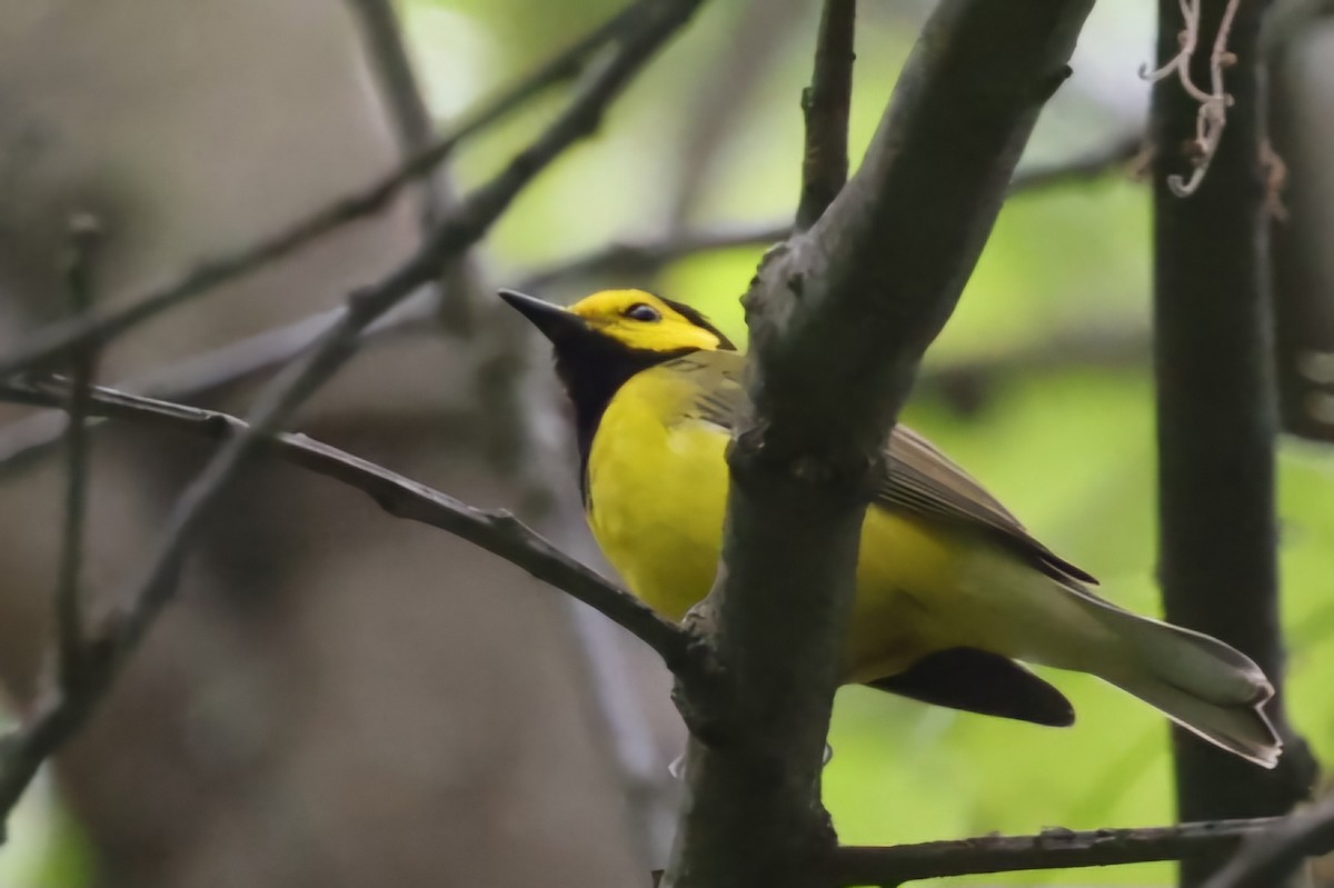 Hooded Warbler - David Funke