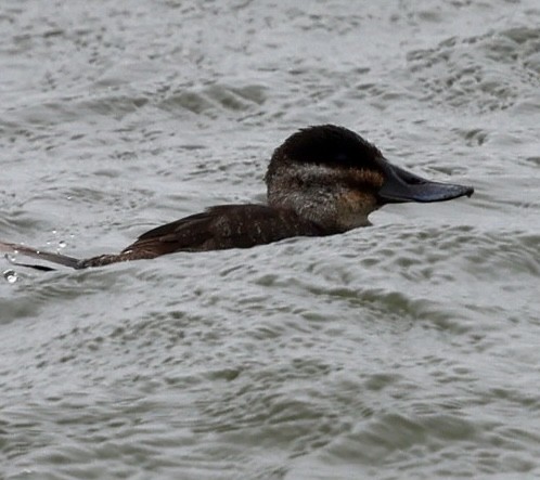 Ruddy Duck - Eileen Rudden