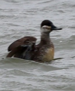 Ruddy Duck - ML619184700