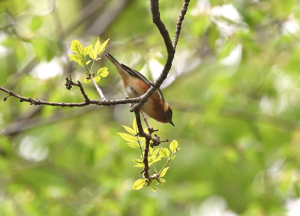 Bay-breasted Warbler - Tom Long