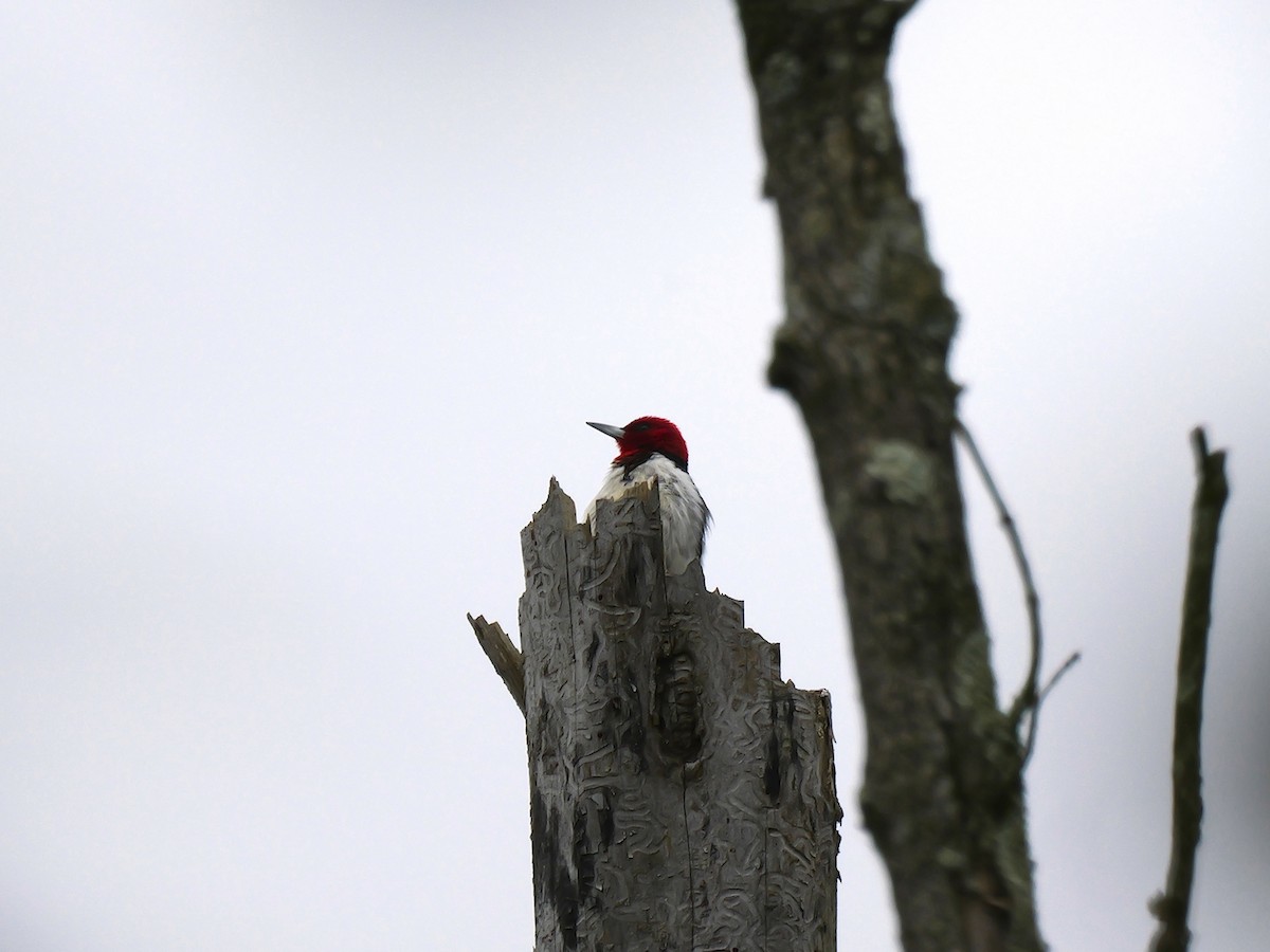 Red-headed Woodpecker - Tim Boucher