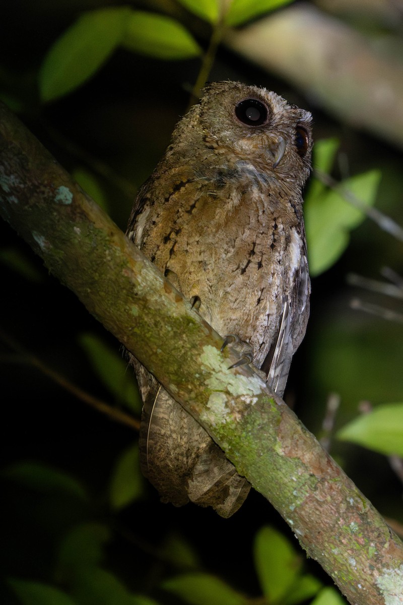 Sunda Scops-Owl - Richard Edden