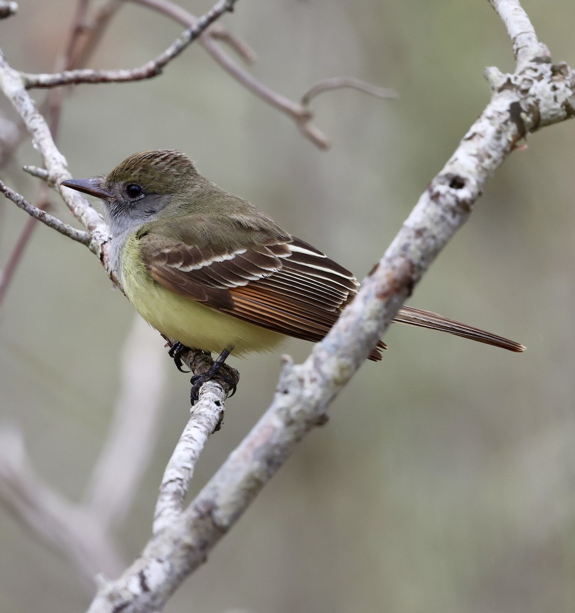 Great Crested Flycatcher - Eileen Rudden