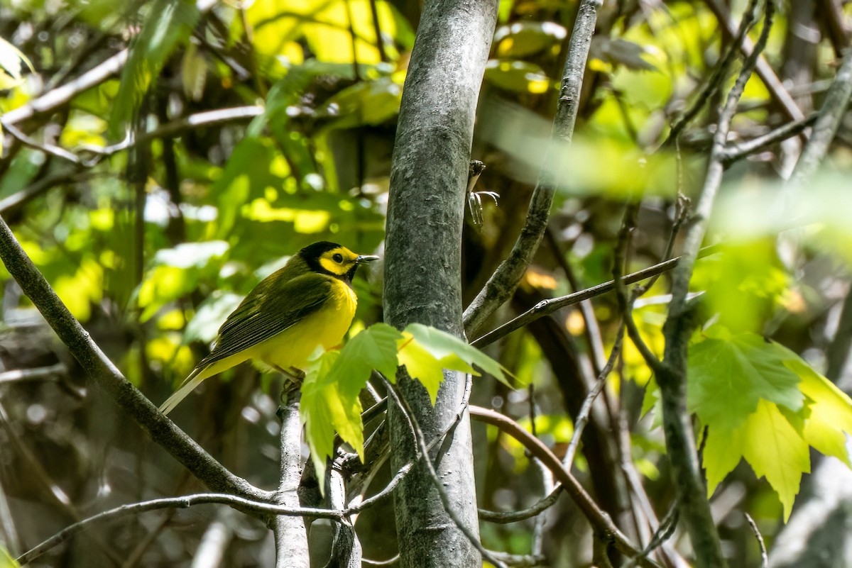 Hooded Warbler - ML619184772