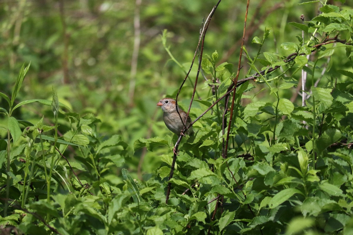 Field Sparrow - Michael Ingles