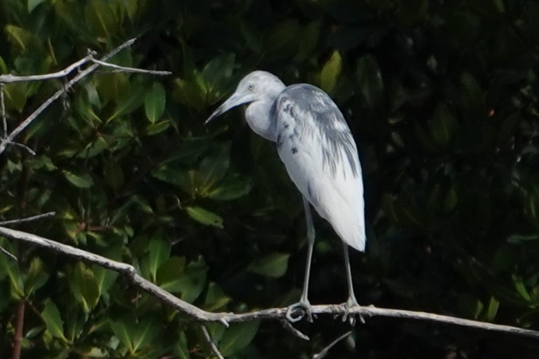 Little Blue Heron - Linda Hamp