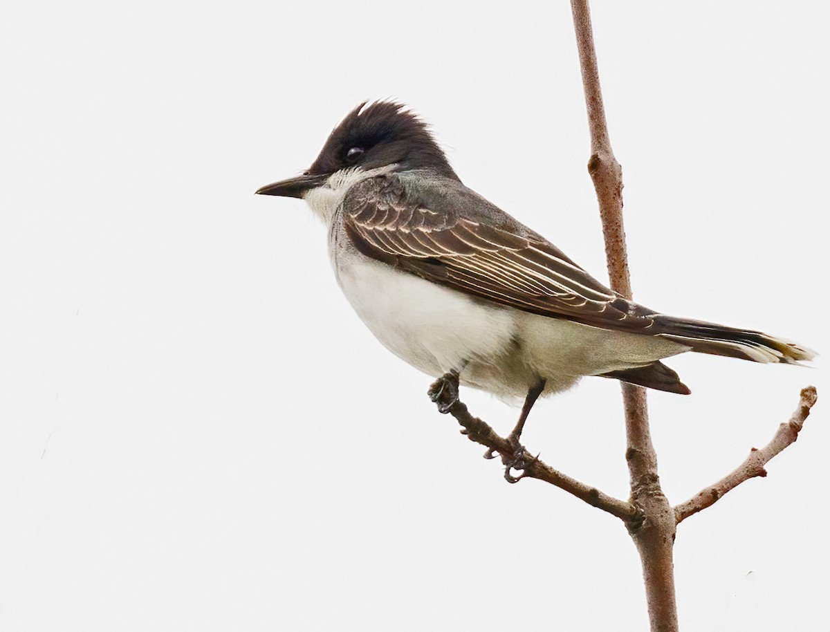 Eastern Kingbird - Michel Laquerre