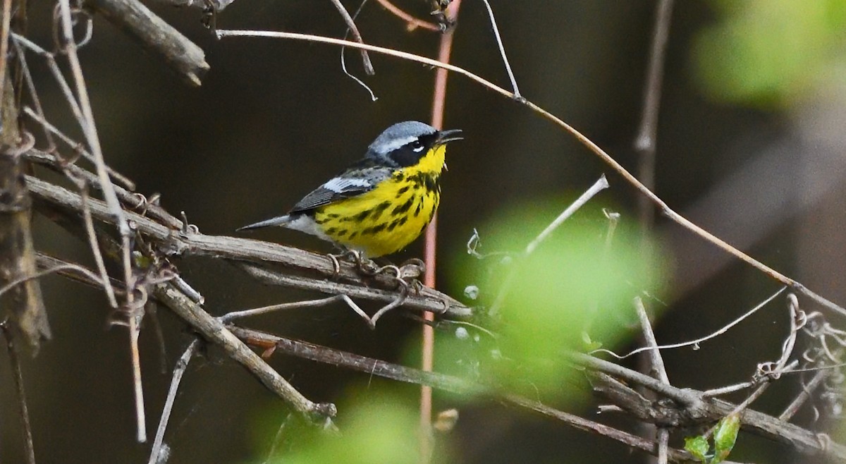 Magnolia Warbler - Tom Long