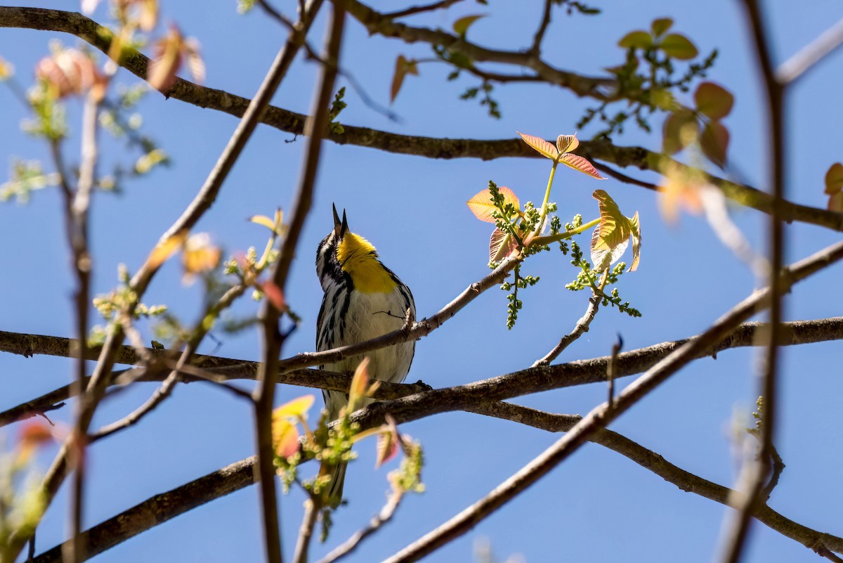 Yellow-throated Warbler - Gustino Lanese