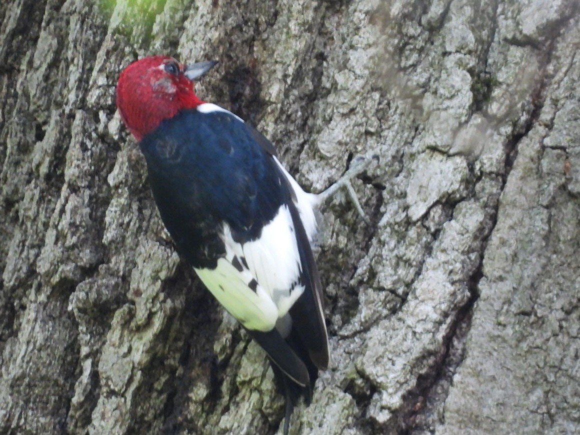 Red-headed Woodpecker - Regina McNulty