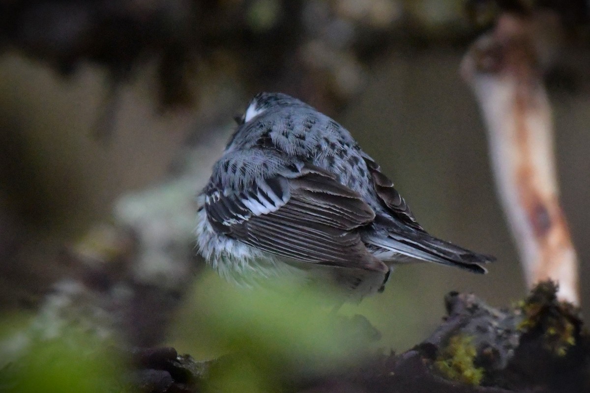 Yellow-rumped x Black-throated Gray Warbler (hybrid) - Kelly Kirkpatrick